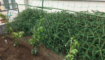 長沼小学校 長沼小学校