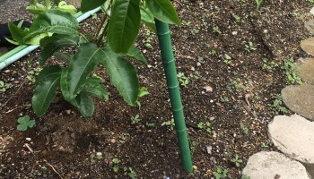 館小中学校 館小中学校